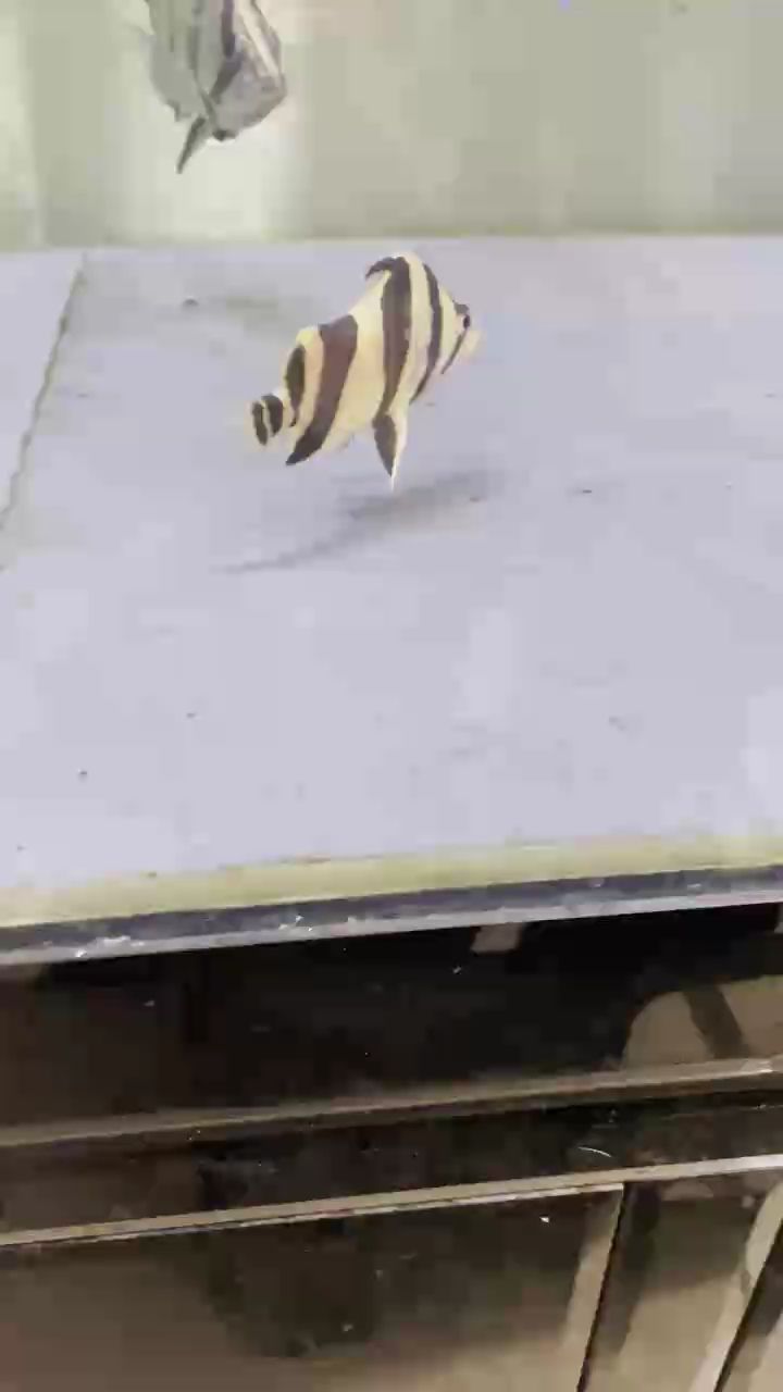 魚缸過濾器選購指南:自制魚缸過濾器魚缸上置過濾器對于養魚愛好者的必備知識 獨角虎11-12分 龍魚論壇 獨角虎11-12分 獨角虎11-12分 龍魚論壇