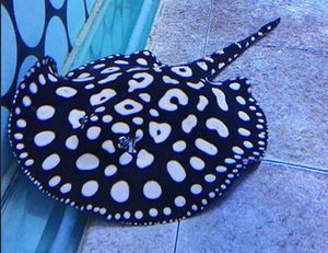 魟魚黑金一對多少錢 魟魚黑金一對多少錢 魟魚百科 第3張