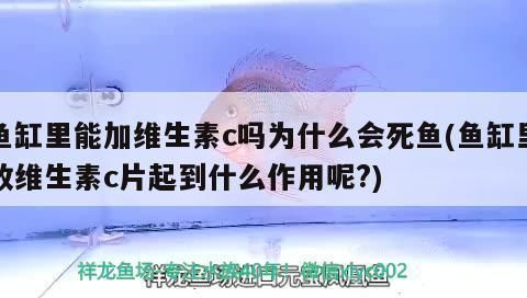 龍魚可以用維生素c嗎為什么vs祥龍魚場：龍魚可以使用維生素c嗎 龍魚可以用維生素c嗎為什么vs祥龍魚場：龍魚可以使用維生素c嗎 vs祥龍魚場 第1張