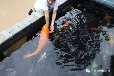 龍魚可以用維生素c嗎為什么vs祥龍魚場：龍魚可以使用維生素c嗎 龍魚可以用維生素c嗎為什么vs祥龍魚場：龍魚可以使用維生素c嗎 vs祥龍魚場 第4張
