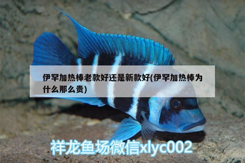 伊罕加熱棒老款好還是新款好(伊罕加熱棒為什么那么貴)