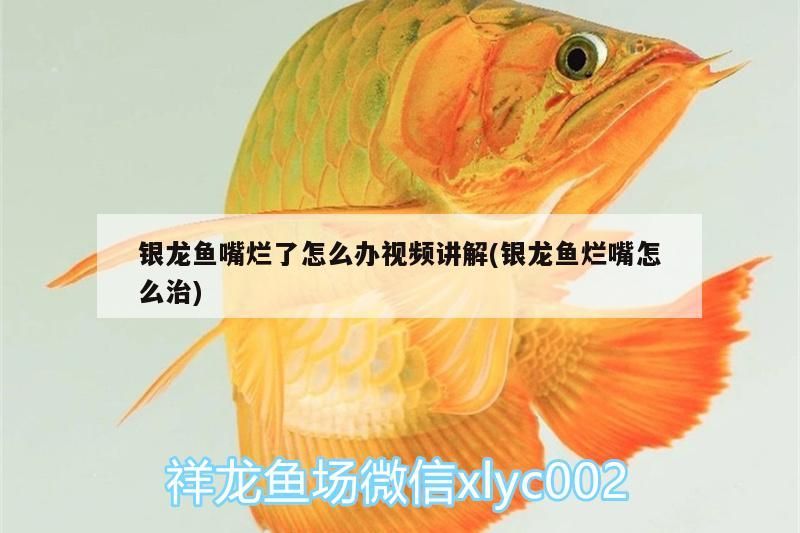 銀龍魚嘴爛了怎么辦視頻講解(銀龍魚爛嘴怎么治)