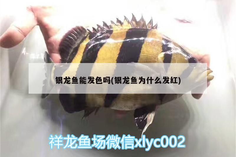 銀龍魚能發色嗎(銀龍魚為什么發紅) 銀龍魚能發色嗎(銀龍魚為什么發紅) 銀龍魚百科