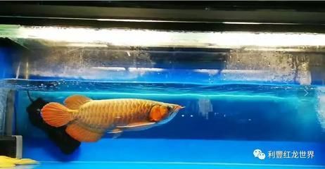 龍魚單養還是雙養