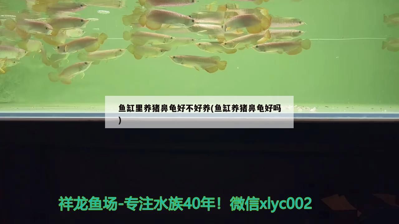 魚缸里養豬鼻龜好不好養(魚缸養豬鼻龜好嗎)