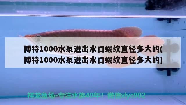 博特1000水泵進出水口螺紋直徑多大的(博特1000水泵進出水口螺紋直徑多大的)