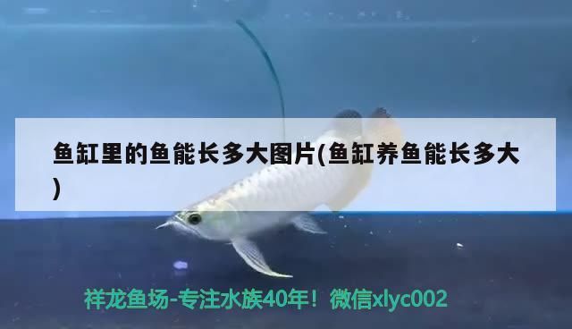 魚缸里的魚能長多大圖片(魚缸養魚能長多大) 魚缸里的魚能長多大圖片(魚缸養魚能長多大) 金龍魚百科
