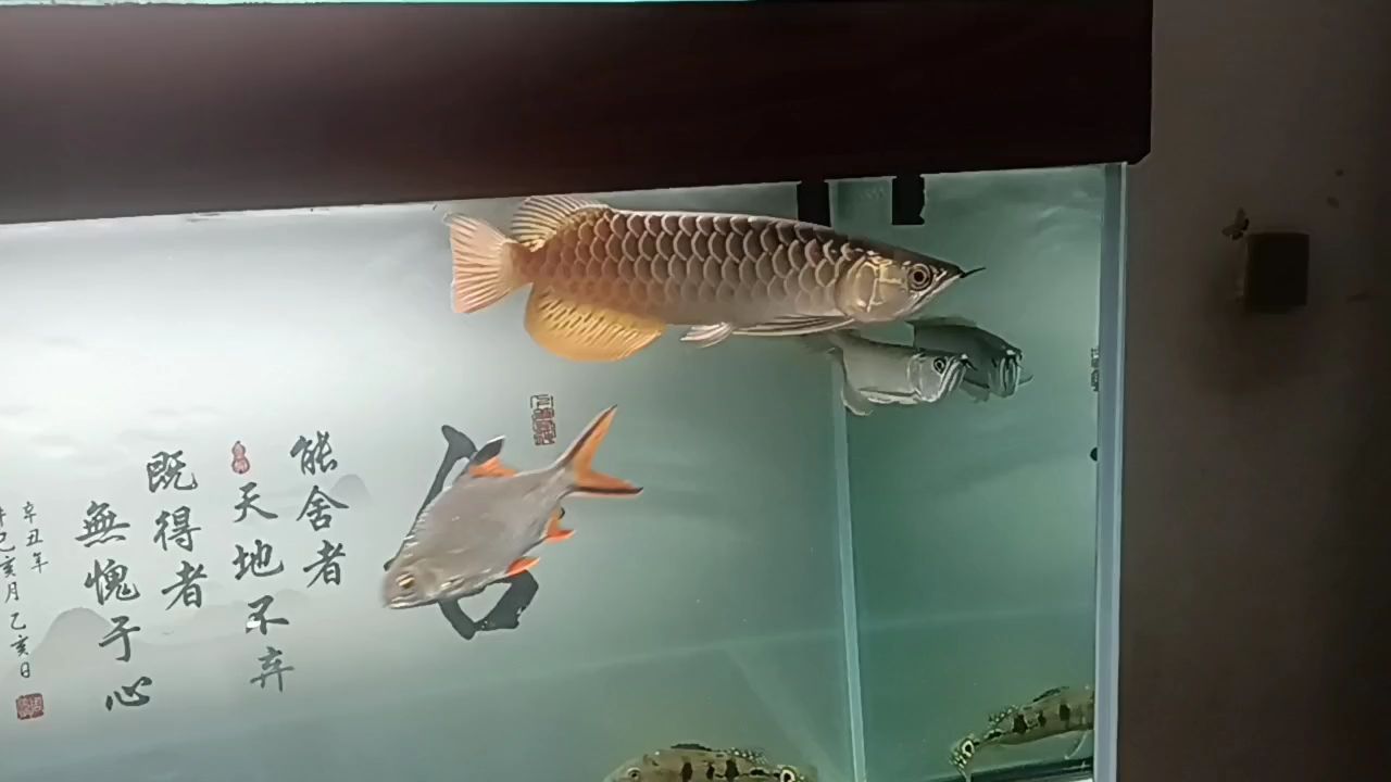 小金到家第69天