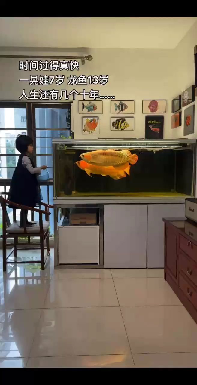 魚生還有幾個十年…… 魚生還有幾個十年…… 龍魚論壇 第1張