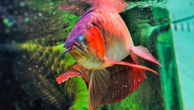 印尼綠皮辣椒紅龍魚：印尼綠皮辣椒紅龍魚價格至少7000元以上會更高