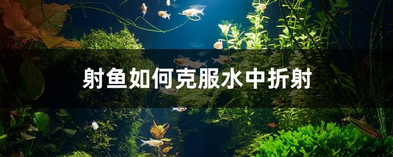 射魚如何克服水中折射 射魚如何克服水中折射 黃金貓魚百科