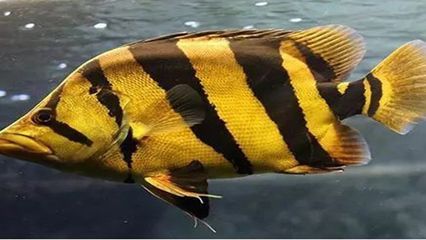 各種虎魚的區別 虎魚百科 第1張 各種虎魚的區別 各種虎魚的區別 虎魚百科 第1張