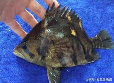 各種虎魚的區別 虎魚百科 第2張 各種虎魚的區別 各種虎魚的區別 虎魚百科 第2張