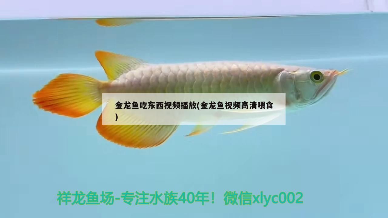 魚缸過濾器選購指南:自制魚缸過濾器魚缸上置過濾器對于養魚愛好者的必備知識 金龍魚吃東西視頻播放(金龍魚視頻高清喂食) 黃金貓魚百科 金龍魚吃東西視頻播放(金龍魚視頻高清喂食) 金龍魚吃東西視頻播放(金龍魚視頻高清喂食) 黃金貓魚百科