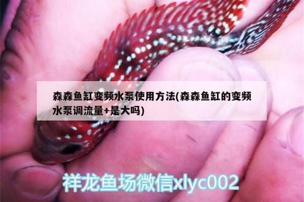 龍魚缸用多大的水泵vs祥龍魚場：龍魚缸用多大的水泵vs祥龍魚場水泵大小有一些參考信息