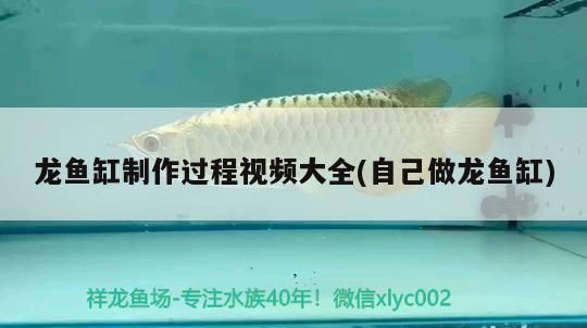 龍魚缸用多大的水泵vs祥龍魚場：龍魚缸用多大的水泵vs祥龍魚場水泵大小有一些參考信息