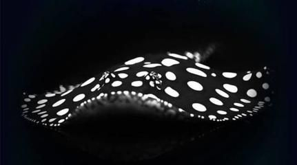 魟魚死了是往上還是往下掉的：魟魚死了是往上還是往下掉