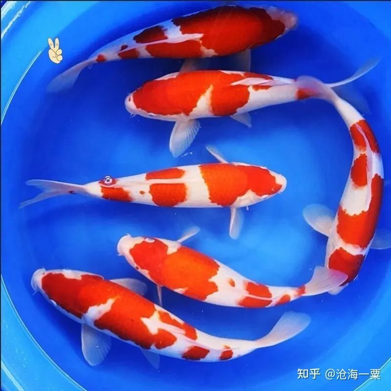 80的魚缸養錦鯉：80厘米的魚缸可以養3-5條20厘米長的錦鯉
