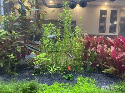 80的魚缸養錦鯉：80厘米的魚缸可以養3-5條20厘米長的錦鯉