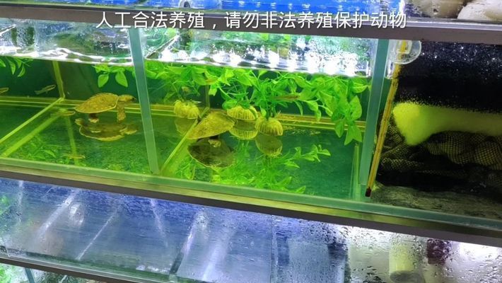 豬鼻龜有證就可以合法飼養(yǎng)嗎：養(yǎng)豬鼻龜怎么辦證