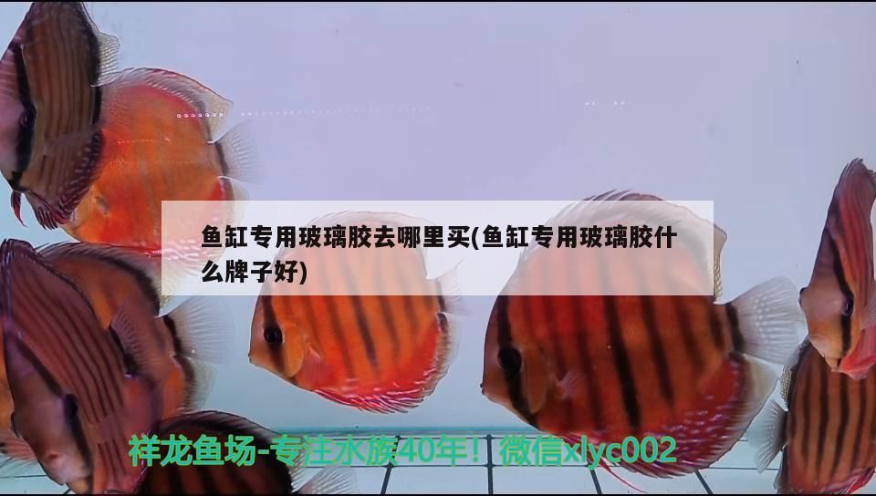 魚缸專用玻璃膠去哪里買(魚缸專用玻璃膠什么牌子好) 魚缸專用玻璃膠去哪里買(魚缸專用玻璃膠什么牌子好) iwish愛唯希品牌魚缸 第2張