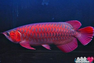 紅龍魚什么底色最好