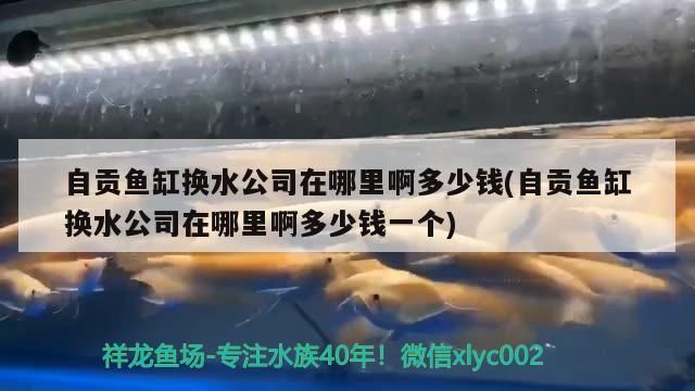 自貢魚缸換水公司在哪里啊多少錢(自貢魚缸換水公司在哪里啊多少錢一個)