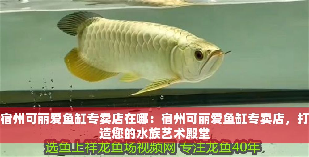 宿州可麗愛魚缸專賣店在哪：宿州可麗愛魚缸專賣店，打造您的水族藝術殿堂
