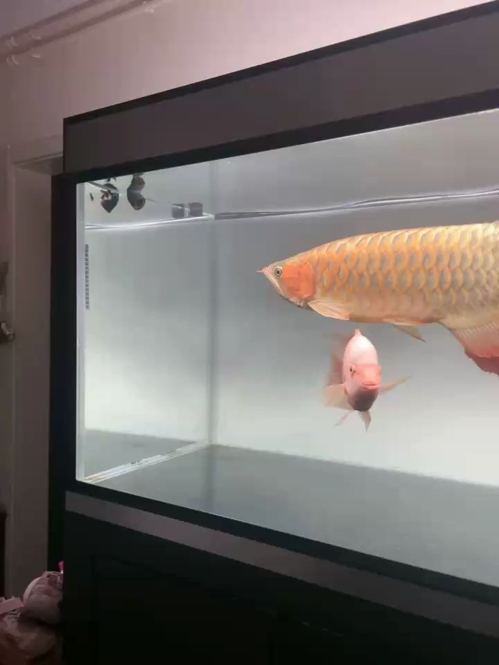 吃飽了對小魚也沒太大興趣了 吃飽了對小魚也沒太大興趣了 龍魚論壇