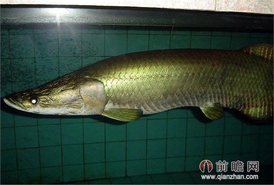 紅龍魚增色飼料怎么配制？，紅龍魚吃什么上色飼料怎么配制的紅龍魚增色飼料配方