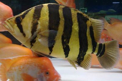 印尼虎魚貴嗎值錢嗎知乎：印尼虎魚的價格和價值 印尼虎魚貴嗎值錢嗎知乎：印尼虎魚的價格和價值 虎魚百科 第2張