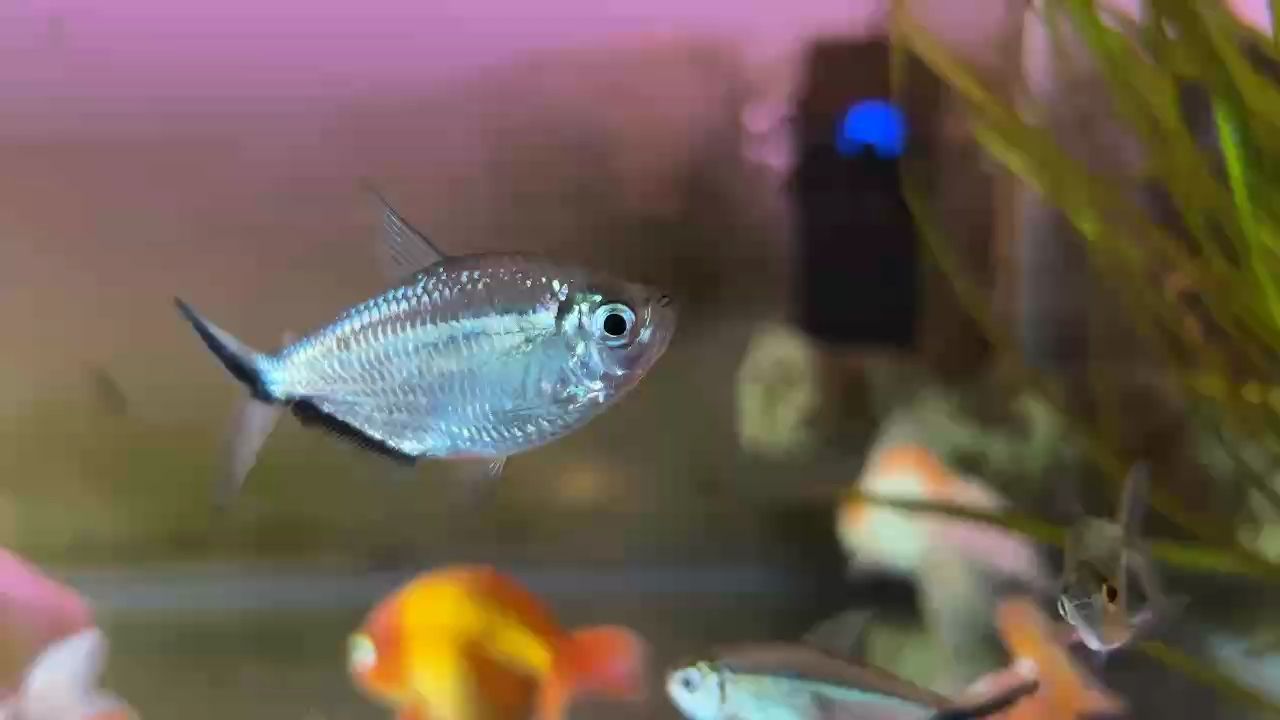 俺的雜魚混養缸 俺的雜魚混養缸 龍魚論壇
