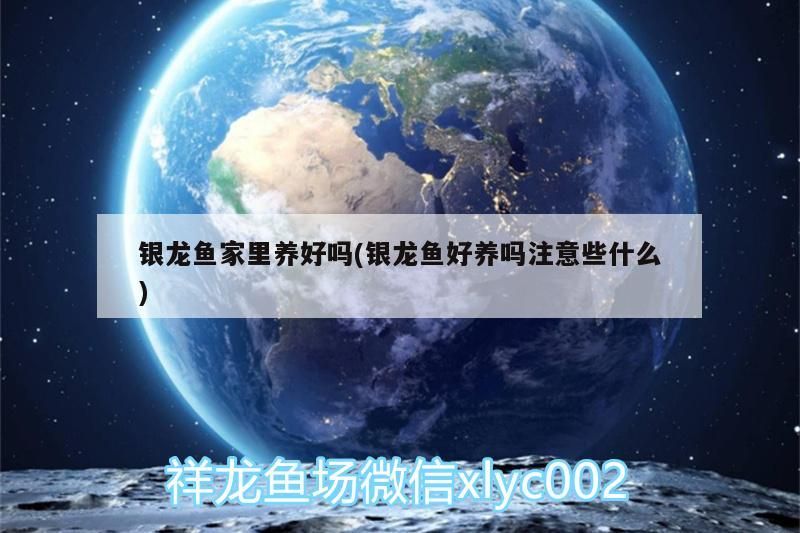 銀龍魚家里養(yǎng)好嗎(銀龍魚好養(yǎng)嗎注意些什么) 銀龍魚家里養(yǎng)好嗎(銀龍魚好養(yǎng)嗎注意些什么) 銀龍魚百科