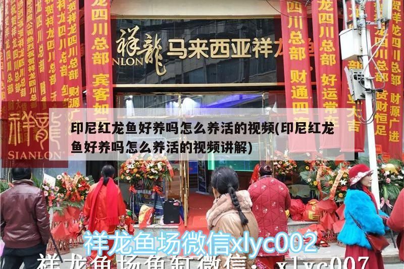 印尼紅龍魚好養嗎怎么養活的視頻(印尼紅龍魚好養嗎怎么養活的視頻講解) 印尼紅龍魚好養嗎怎么養活的視頻(印尼紅龍魚好養嗎怎么養活的視頻講解) 紅龍魚百科