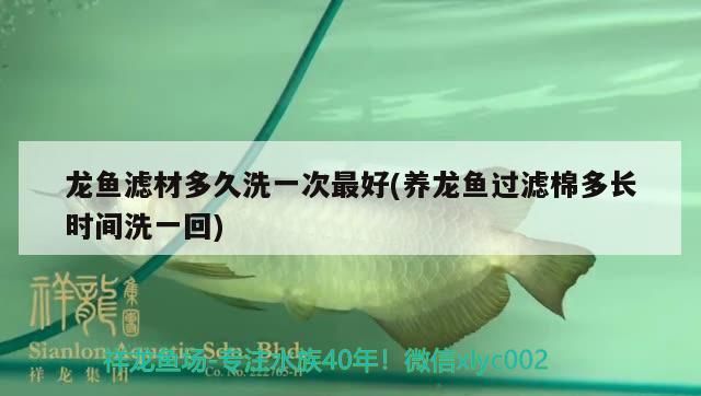 龍魚濾材多久洗一次最好(養龍魚過濾棉多長時間洗一回) 龍魚濾材多久洗一次最好(養龍魚過濾棉多長時間洗一回) 金龍魚百科