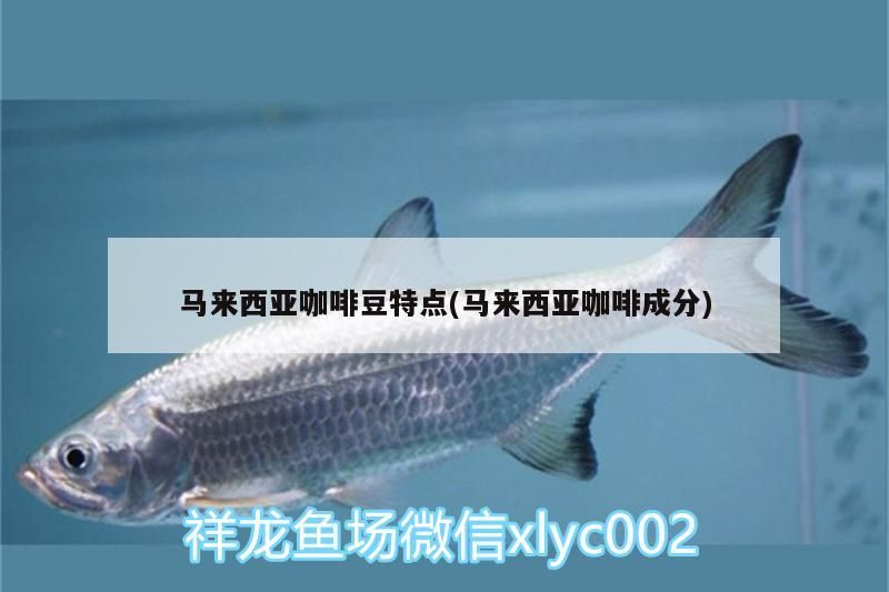 馬來西亞咖啡豆特點(馬來西亞咖啡成分) 馬來西亞咖啡豆特點(馬來西亞咖啡成分) 馬來西亞咖啡