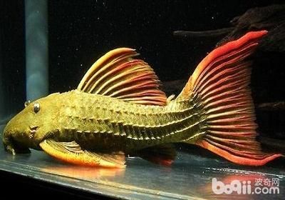 80長的魚缸高度大約多少：80長的魚缸在尺寸選擇和高度設(shè)置上的一些建議