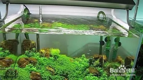 濟(jì)寧哪里有定做魚缸的店鋪電話（濟(jì)寧哪里有定做魚缸的店鋪電話號碼）