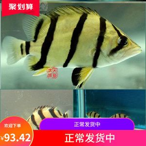 印尼虎魚水質要求ph值多少：印尼虎魚水質要求ph值在一定的范圍內