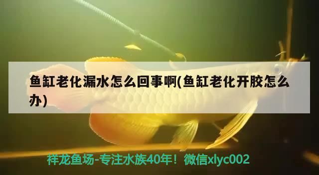 家庭養龍魚好嗎風水好嗎 魚缸老化漏水怎么回事啊(魚缸老化開膠怎么辦) 黃金貓魚百科 魚缸老化漏水怎么回事啊(魚缸老化開膠怎么辦) 魚缸老化漏水怎么回事啊(魚缸老化開膠怎么辦) 黃金貓魚百科