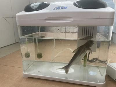 jeneca魚缸過(guò)濾器通電沒(méi)反應(yīng)：jeneca魚缸過(guò)濾器通電后沒(méi)有反應(yīng)