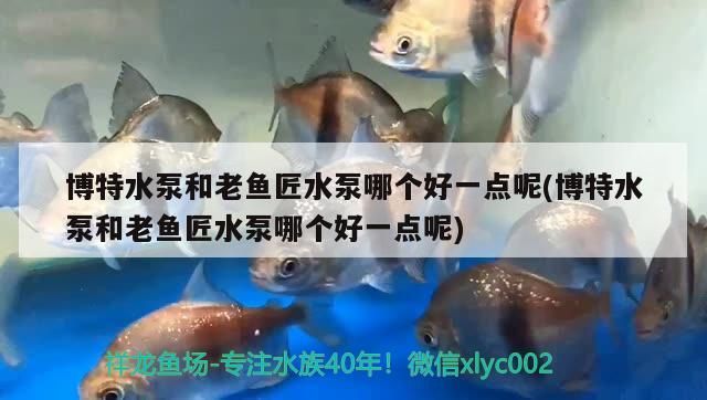 博特水泵和老魚匠水泵哪個好一點呢(博特水泵和老魚匠水泵哪個好一點呢)