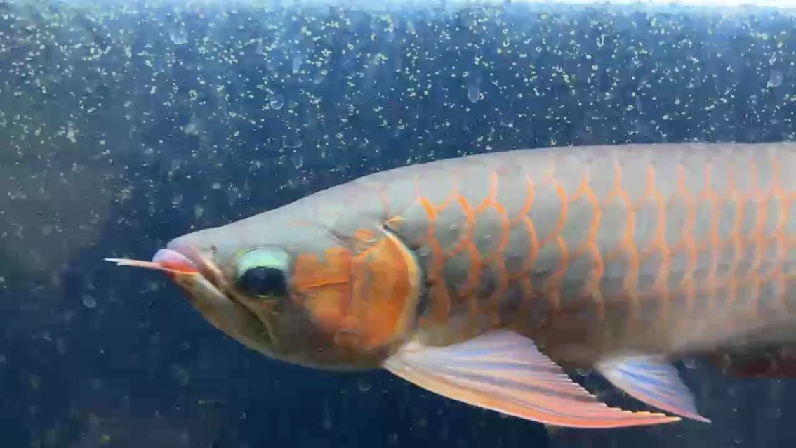 1歲了 1歲了 龍魚論壇