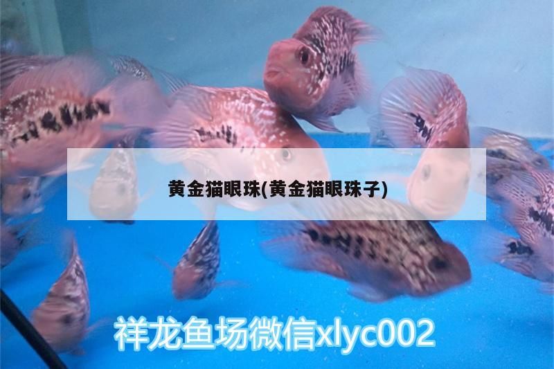 黃金貓眼珠(黃金貓眼珠子) 黃金貓眼珠(黃金貓眼珠子) 黃金貓魚百科