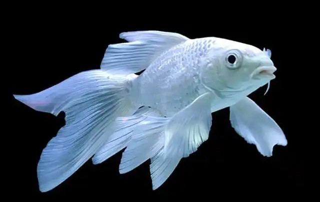 5366d0160924ab18252a5a8d13b49fc37b890b2c.jpg 鯉魚,靈動水域的奇幻精靈,獨特 蝴蝶鯉魚 5366d0160924ab18252a5a8d13b49fc37b890b2c.jpg 鯉魚,靈動水域的奇幻精靈,獨特 蝴蝶鯉魚