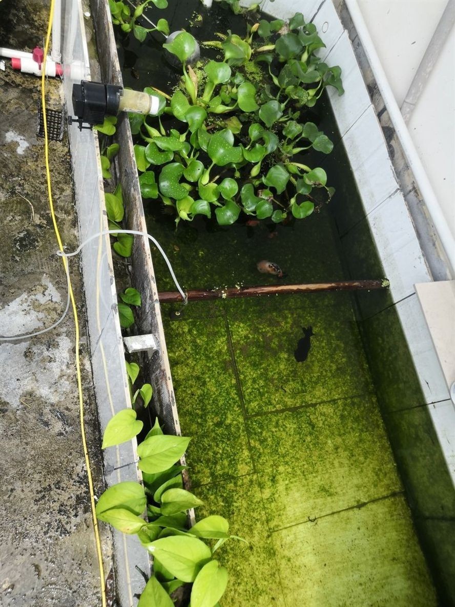 老家魚池金魚圈 老家魚池金魚圈 黃金貓魚百科 第4張