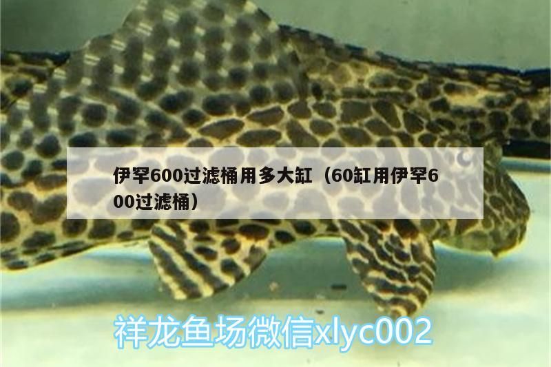 伊罕600過濾桶用多大缸（60缸用伊罕600過濾桶）