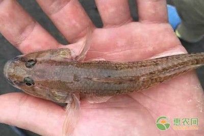 虎魚可以養(yǎng)幾條：虎魚的養(yǎng)殖數(shù)量主要取決于魚缸的大小 虎魚可以養(yǎng)幾條：虎魚的養(yǎng)殖數(shù)量主要取決于魚缸的大小 虎魚百科 第2張