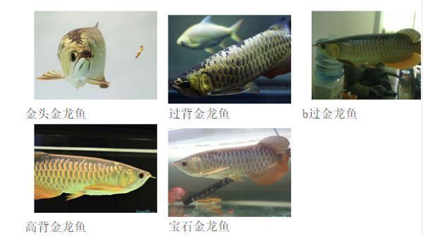 如何鑒別金龍魚品種純正性：如何鑒別金龍魚品種的純正性 如何鑒別金龍魚品種純正性：如何鑒別金龍魚品種的純正性 金龍魚百科 第2張