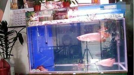 如何鑒別金龍魚品種純正性：如何鑒別金龍魚品種的純正性 如何鑒別金龍魚品種純正性：如何鑒別金龍魚品種的純正性 金龍魚百科 第4張